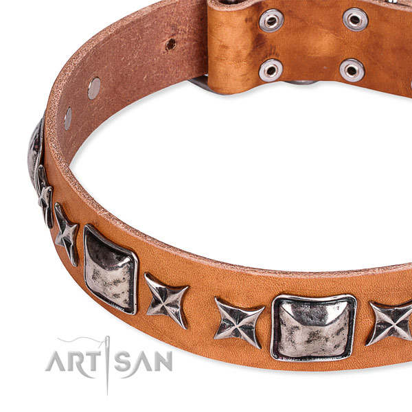 Daily walking studded dog collar of durable full grain leather