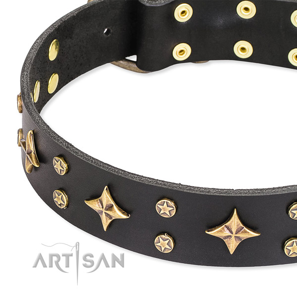 Walking studded dog collar of finest quality natural leather