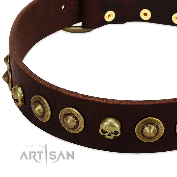 Unusual embellishments on leather collar for your canine