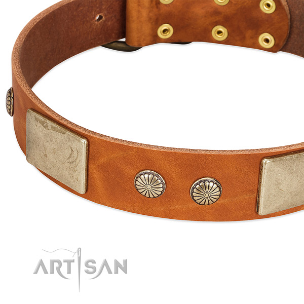 Corrosion resistant studs on leather dog collar for your pet