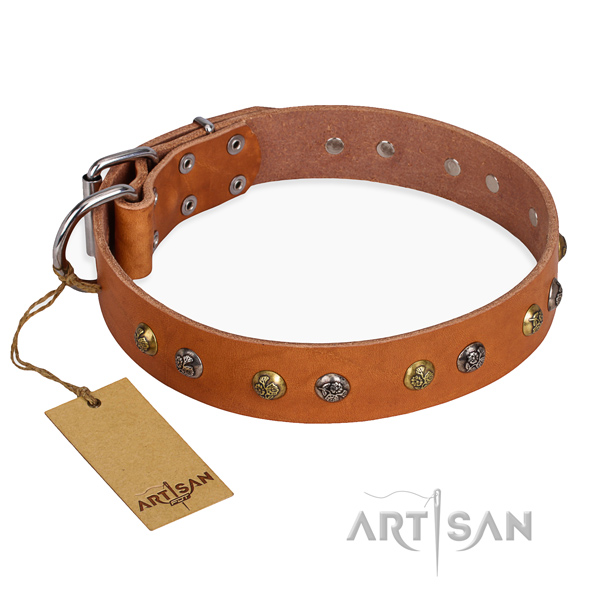 Everyday walking impressive dog collar with corrosion resistant fittings