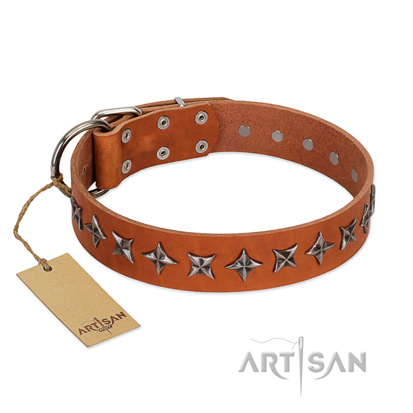 Fancy walking dog collar of fine quality natural leather with adornments