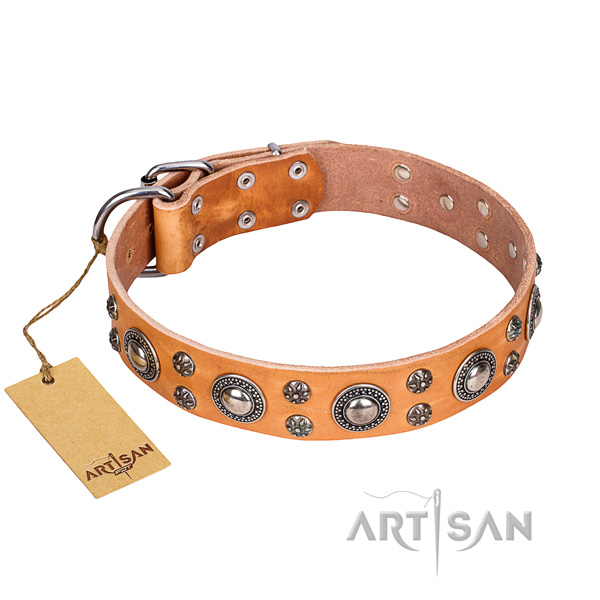 Daily use dog collar of best quality full grain genuine leather with adornments