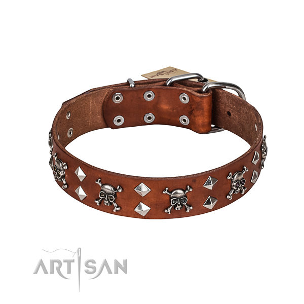 Fancy walking dog collar of fine quality genuine leather with studs