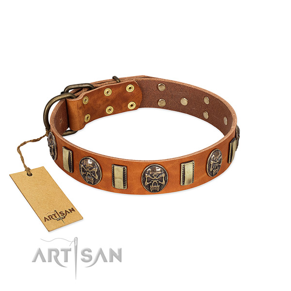Trendy genuine leather dog collar for stylish walking