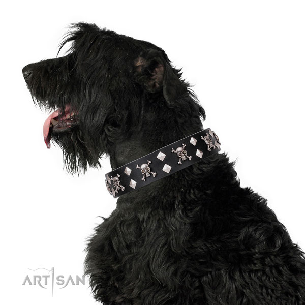 Fancy walking adorned dog collar of finest quality genuine leather