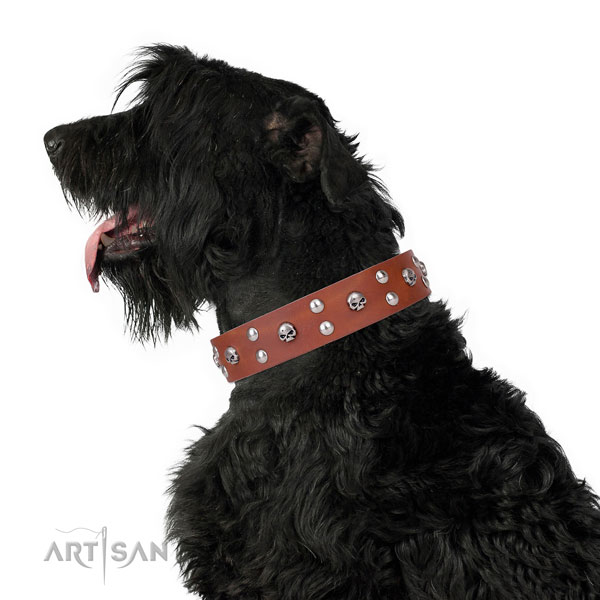 Everyday walking embellished dog collar of reliable leather