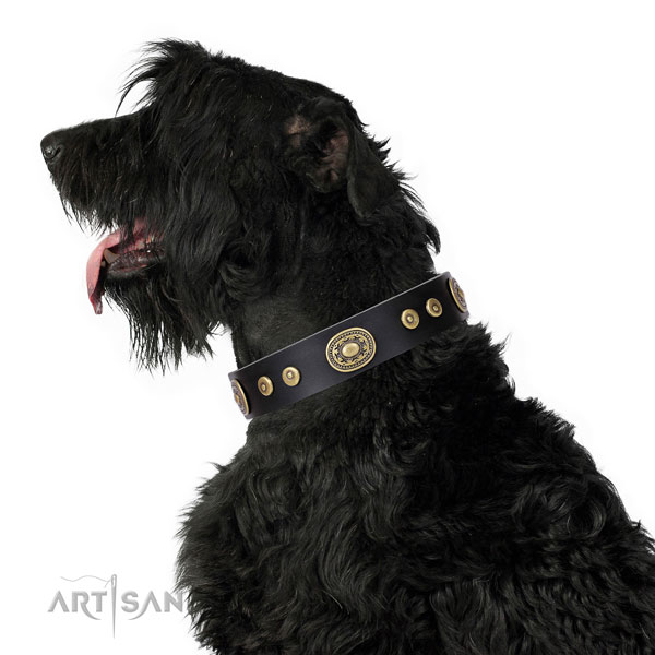 Significant adorned natural leather dog collar for basic training