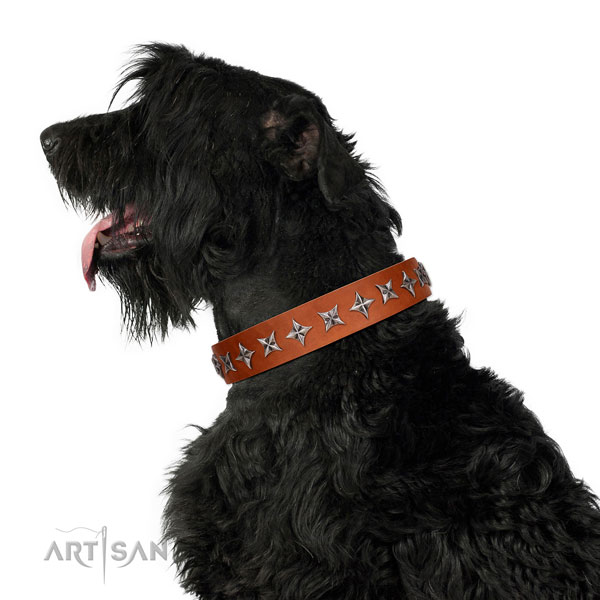 High quality full grain leather dog collar with inimitable embellishments