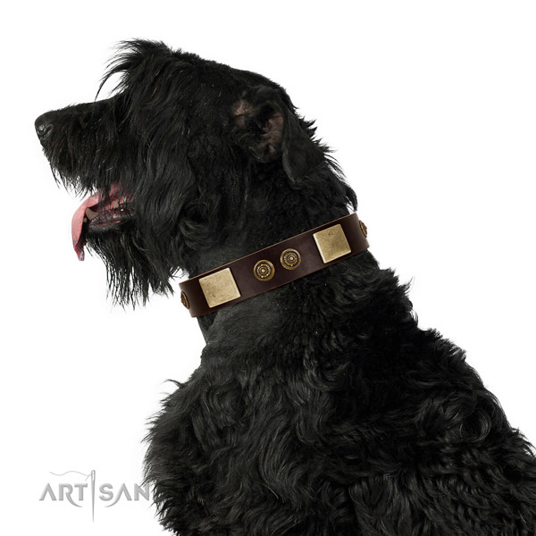 Fancy walking dog collar of leather with incredible studs