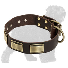 Beautiful Walking Brass Plated Leather Black Russian Terrier Collar