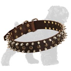 Easy wearing collar for Black Russian Terrier