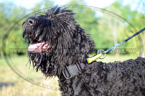 Agitation/training collar for Black Russian Terrier