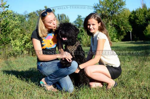 Comfortable Russian Terrier Harness
