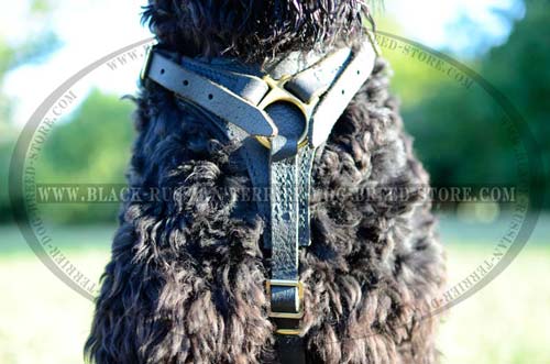 Comfortable Black Russian Terrier Dog Harness with Adjustable Straps