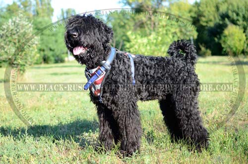 Comfortable leather harness for Black Russian Terrier