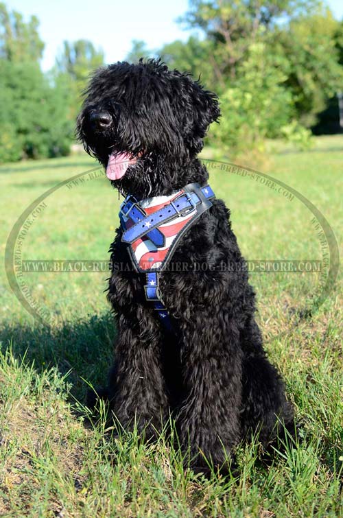 Obedience training Black Russian Terrier harness