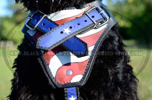 Exclusive leather harness for Black Russian Terrier