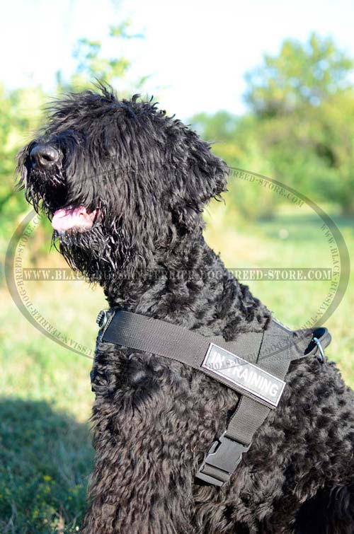 Strong Nylon Russian Terrier Harness for Pulling