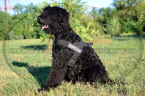 Durable Nylon Russian Terrier Harness for Training