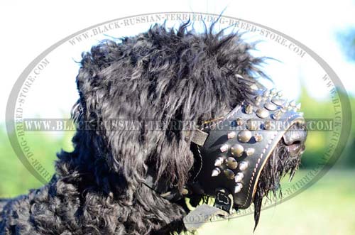 Exclusive leather muzzle for Black Russian Terrier