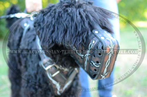 Agitation leather muzzle for Black Russian Terrier